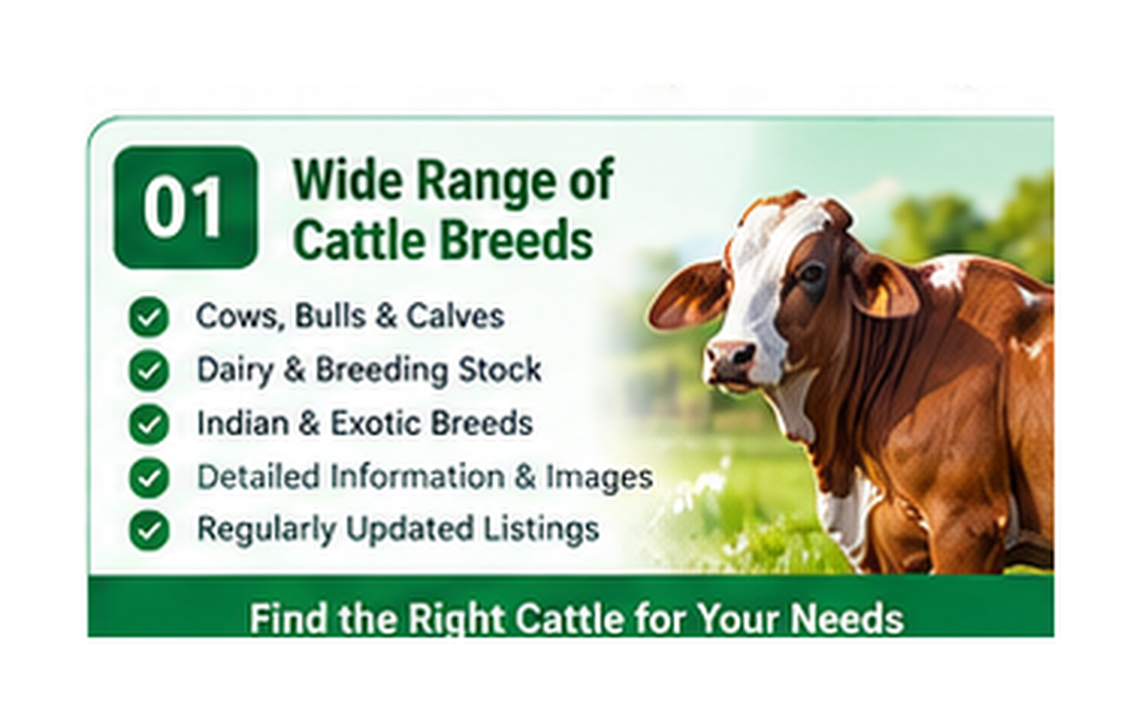 Wide Range of Cattle Breeds